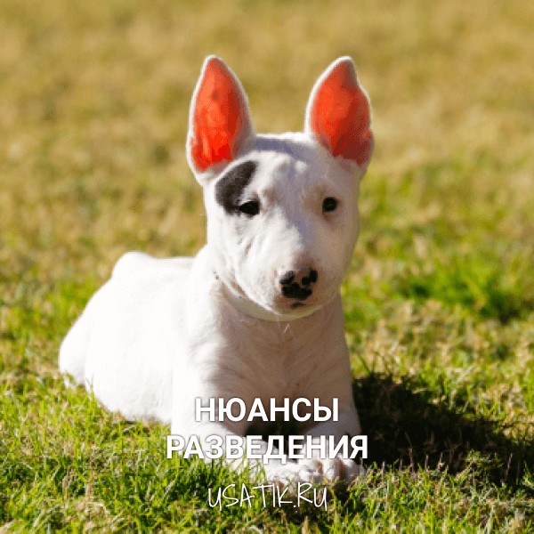 Разведение бультерьеров