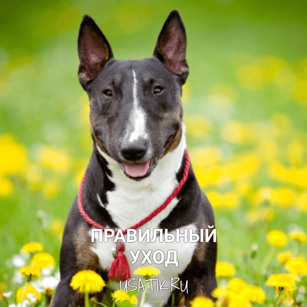 Уход за бультерьерами