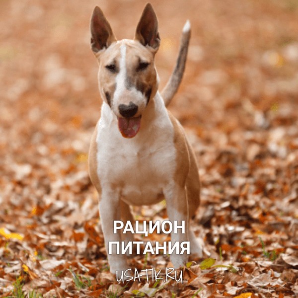 Рацион питания бультерьеров