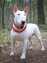 Бультерьер