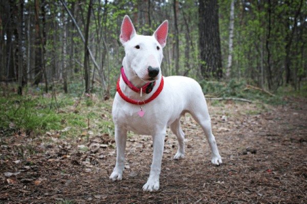 Бультерьер