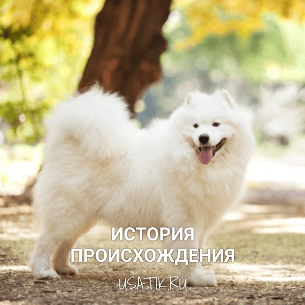 История происхождения самоедских собак