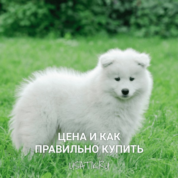 Самоедская собака - цена и как правильно купить
