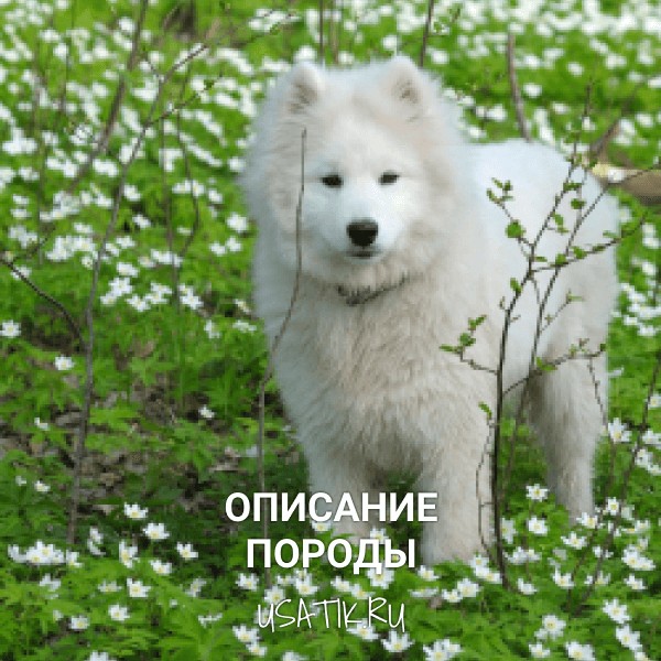 Самоедская собака - описание породы