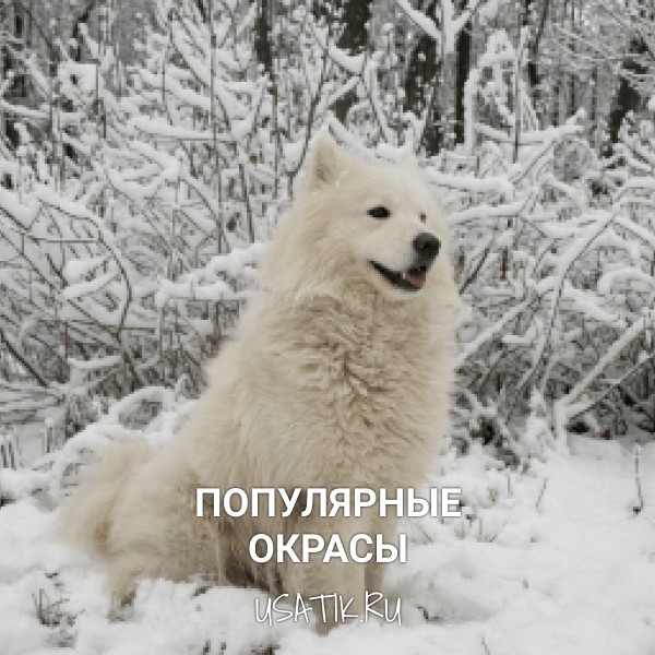 Популярные окрасы самоедских собак