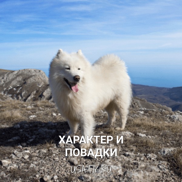 Характер и повадки самоедских собак