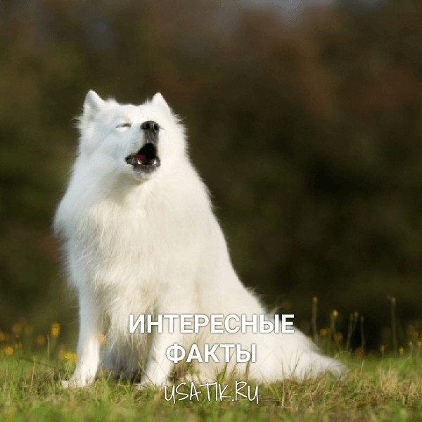 Интересные факты о самоедских собаках