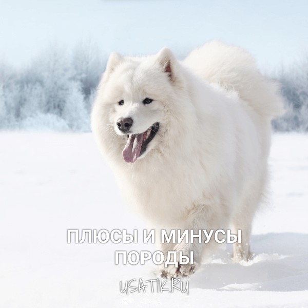 Плюсы и минусы самоедских собак