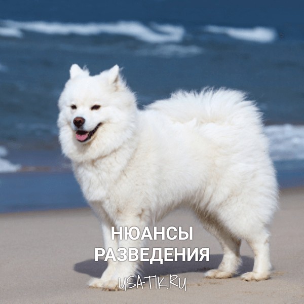 Разведение самоедских собак