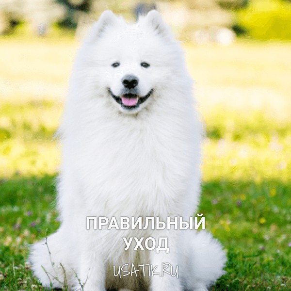Уход за самоедскими собаками