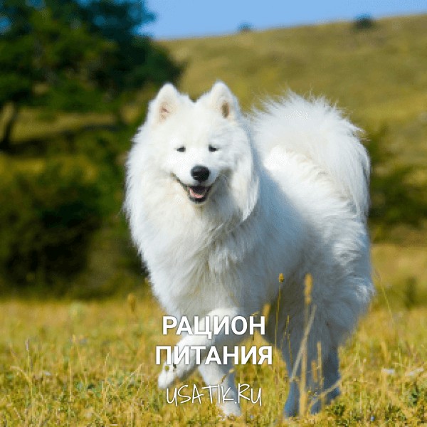 Рацион питания самоедских собак