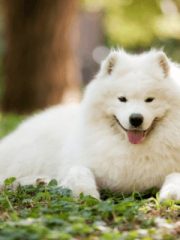 Самоедская собака