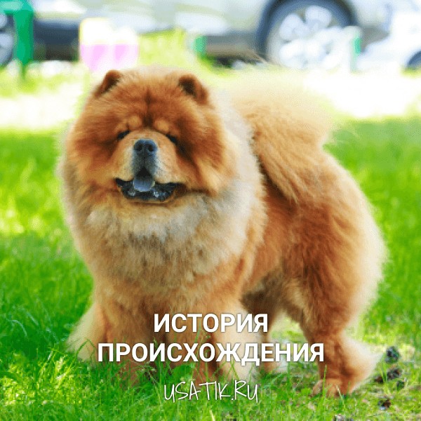 История происхождения чау-чау