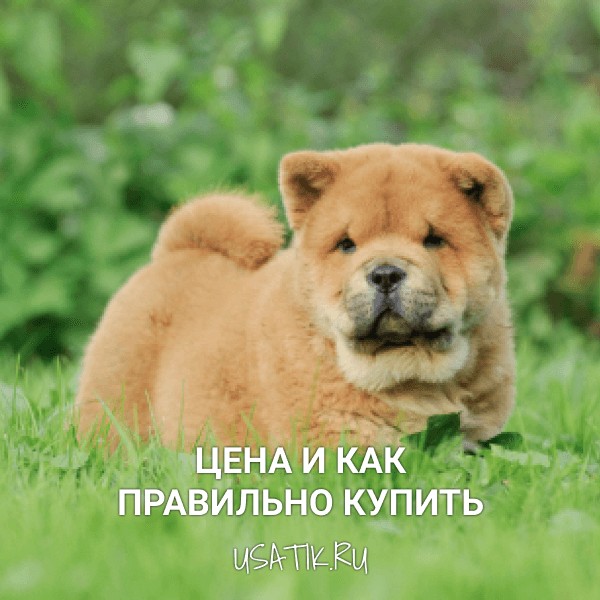 Чау-чау - цена и как правильно купить