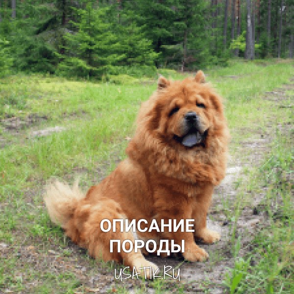 Чау-чау - описание породы