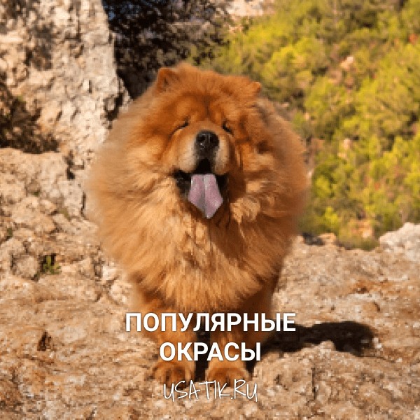 Популярные окрасы чау-чау