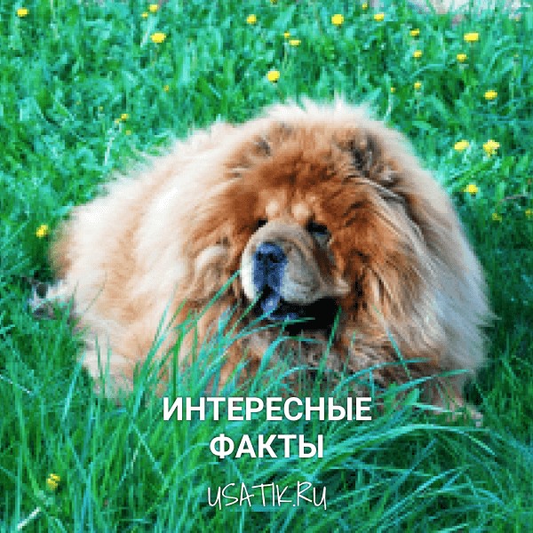 Интересные факты о чау-чау