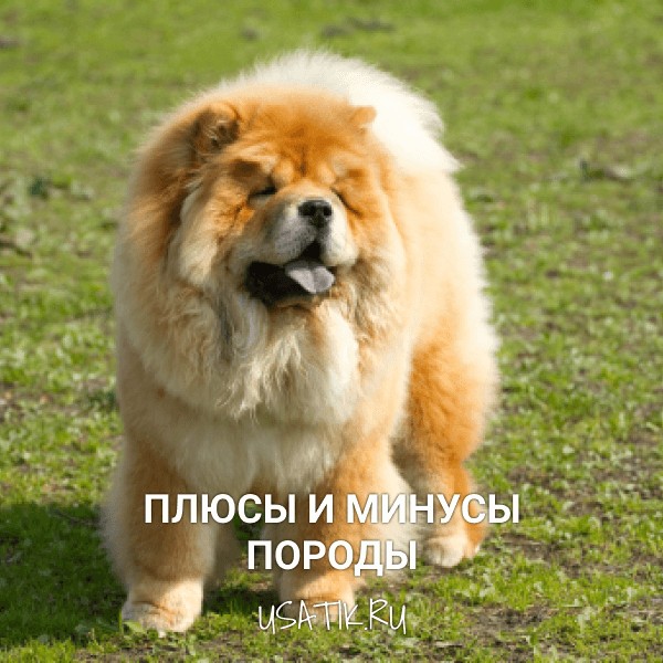 Плюсы и минусы чау-чау
