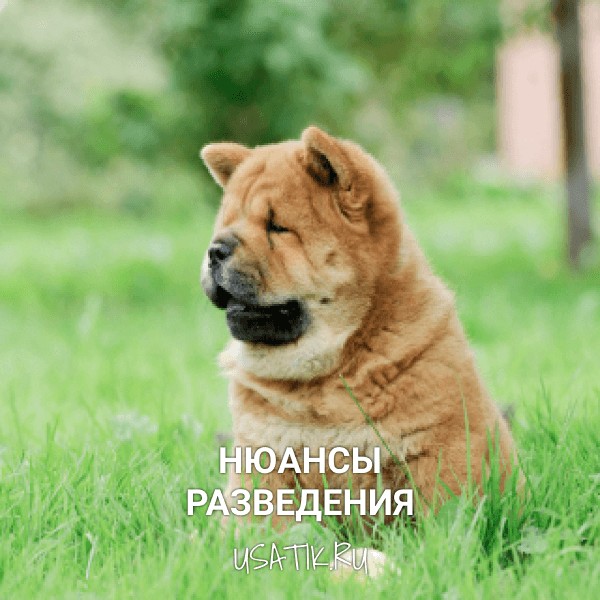 Разведение чау-чау