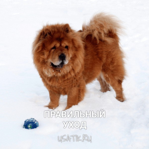 Уход за чау-чау