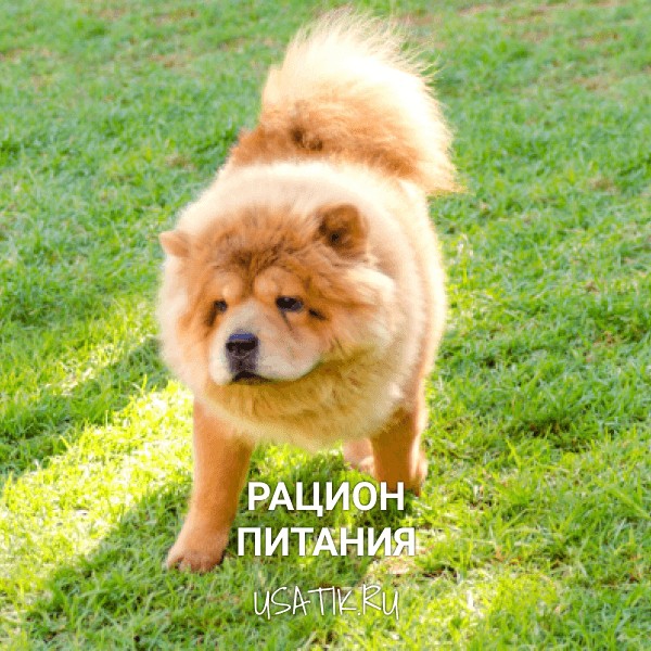 Рацион питания чау-чау