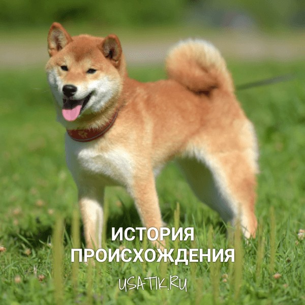 История происхождения сиба-ину