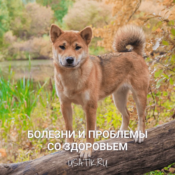 Болезни и проблемы со здоровьем