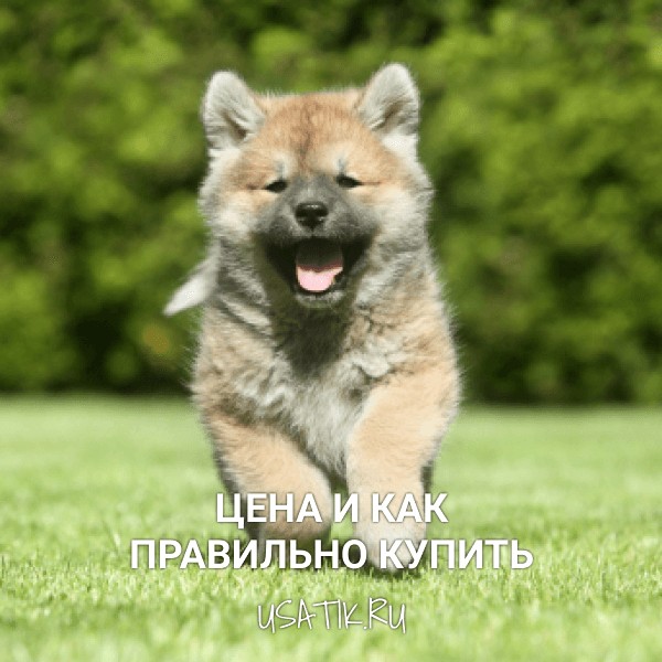 Сиба-ину - цена и как правильно купить