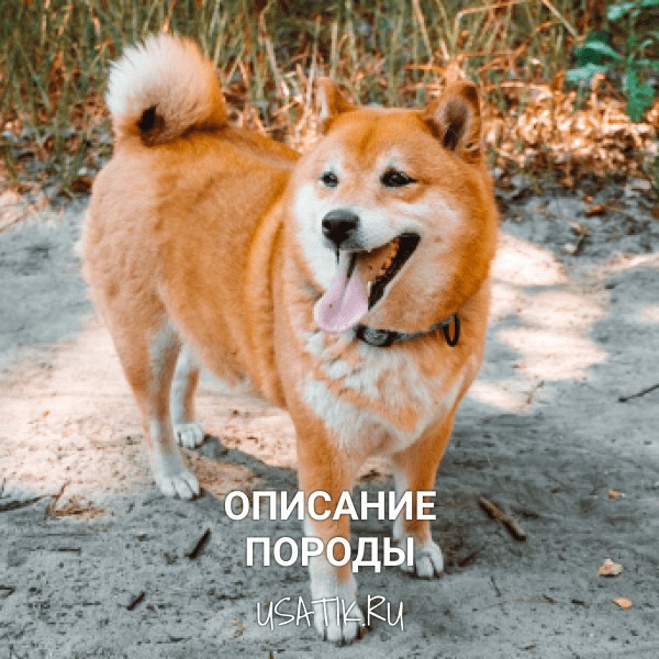 Сиба-ину - описание породы