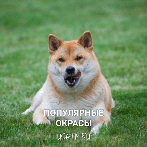 Популярные окрасы сиба-ину