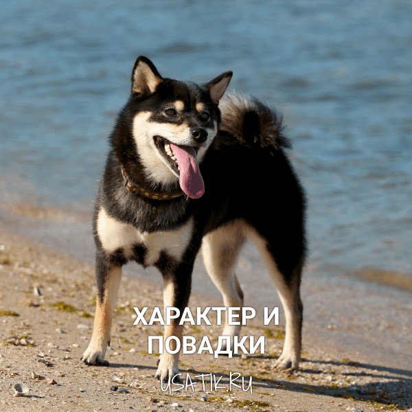 Характер и повадки сиба-ину