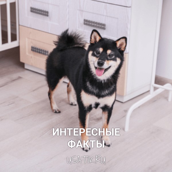 Интересные факты о сиба-ину