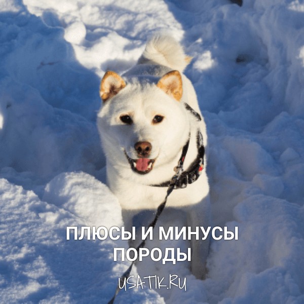 Плюсы и минусы сиба-ину