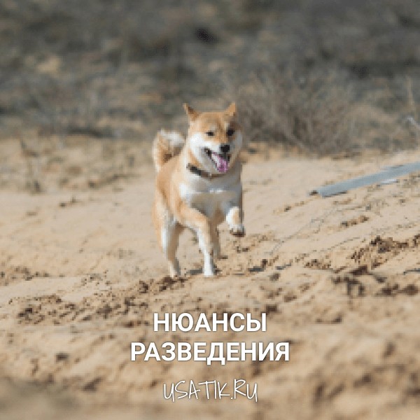 Разведение сиба-ину