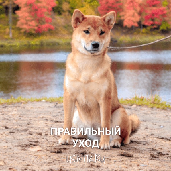 Уход за сиба-ину