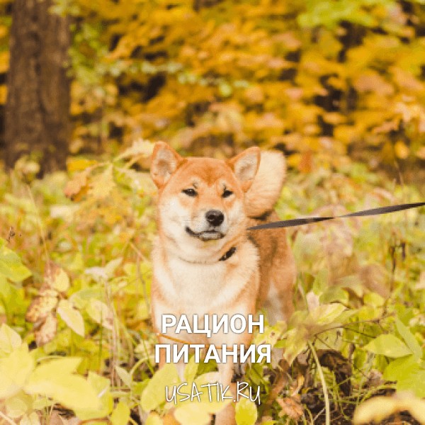 Рацион питания сиба-ину