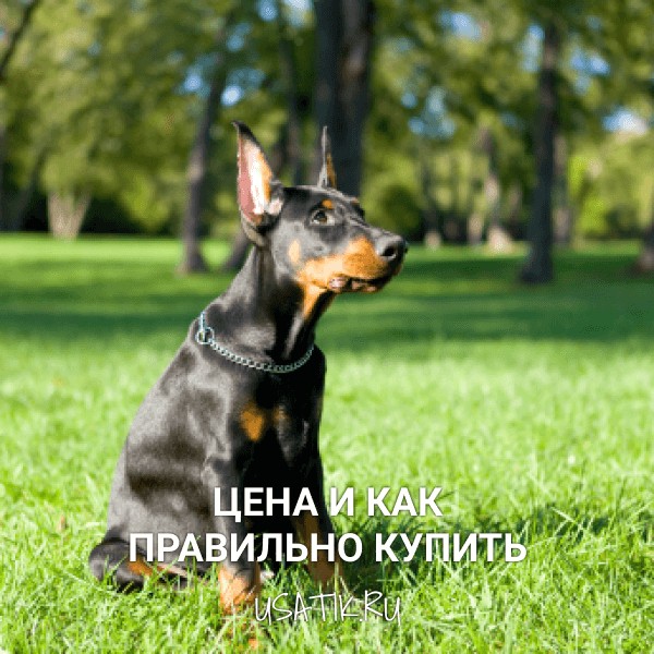Доберман - цена и как правильно купить