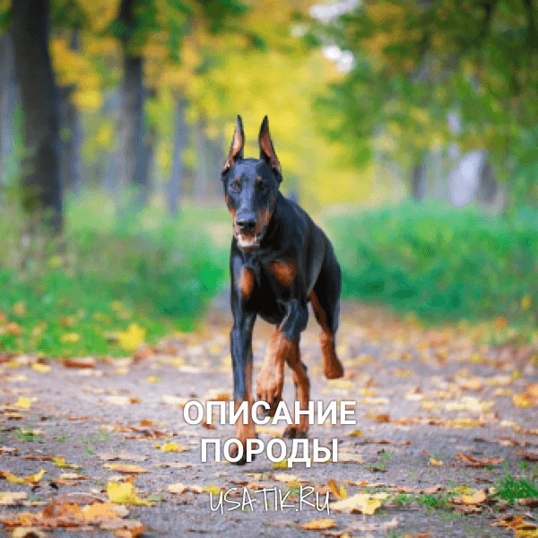 Доберман - описание породы