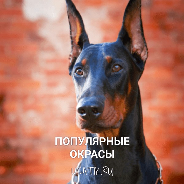 Популярные окрасы доберманов