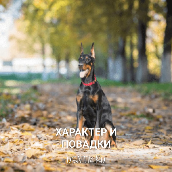 Характер и повадки доберманов