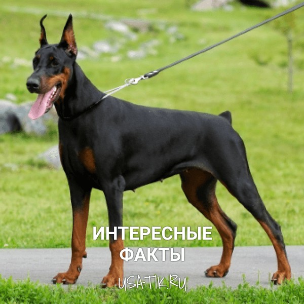 Интересные факты о доберманах