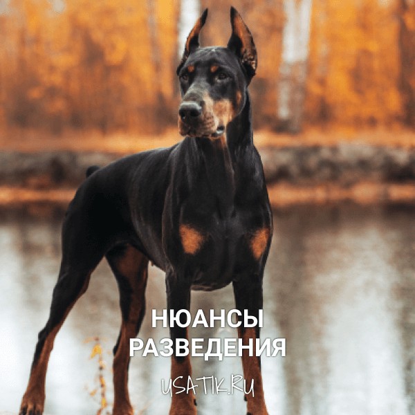 Разведение доберманов