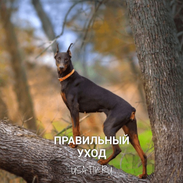 Уход за доберманами
