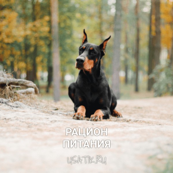 Рацион питания доберманов