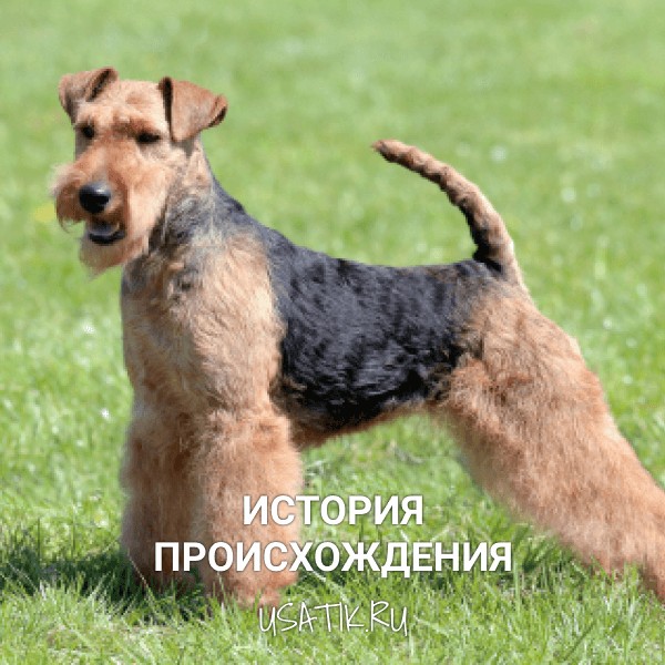 История происхождения эрдельтерьеров