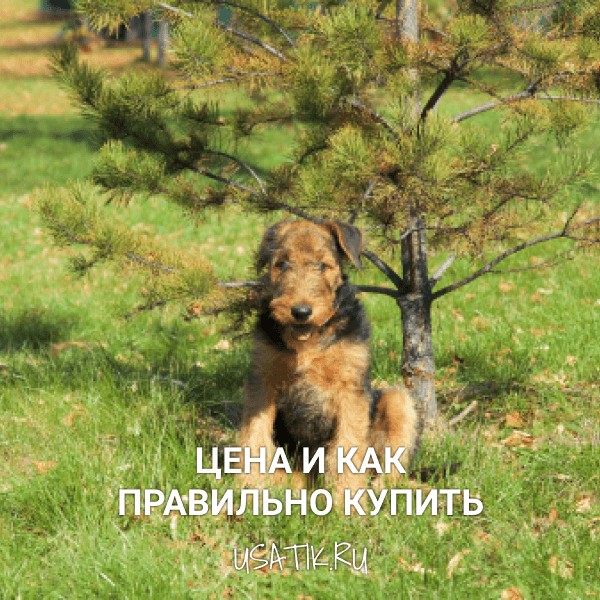 Эрдельтерьер - цена и как правильно купить