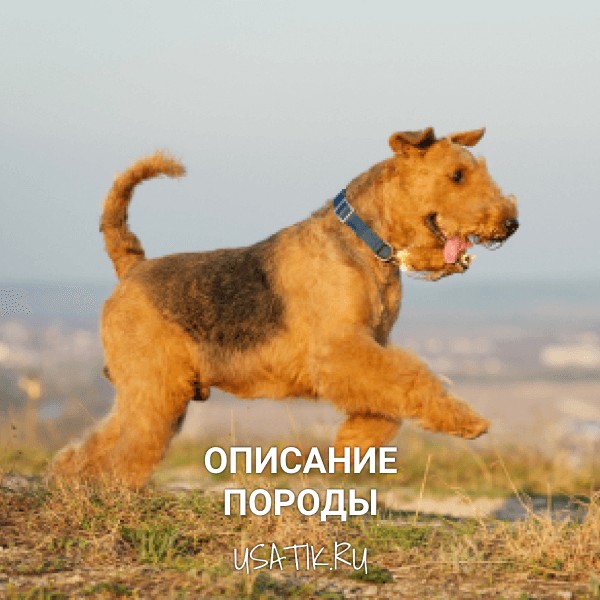 Эрдельтерьер - описание породы