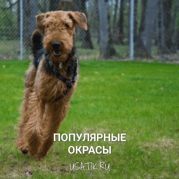 Популярные окрасы эрдельтерьеров