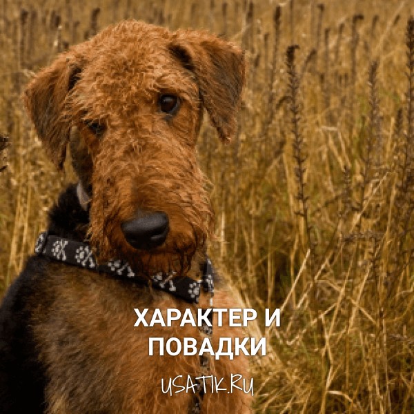 Характер и повадки эрдельтерьеров