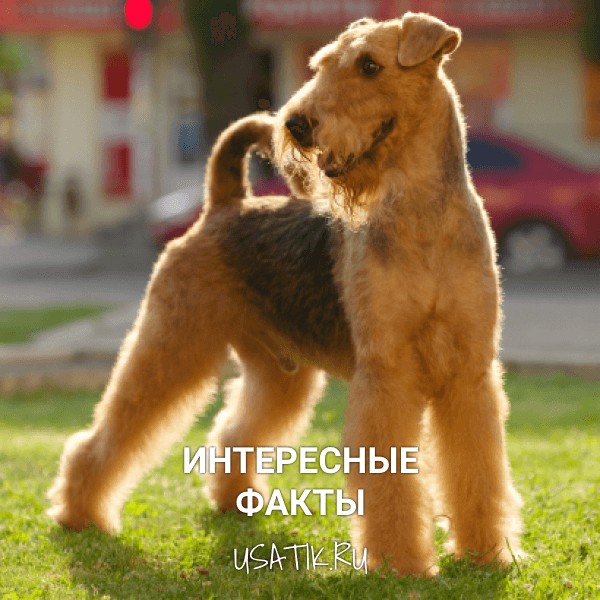 Интересные факты о самоедских собаках